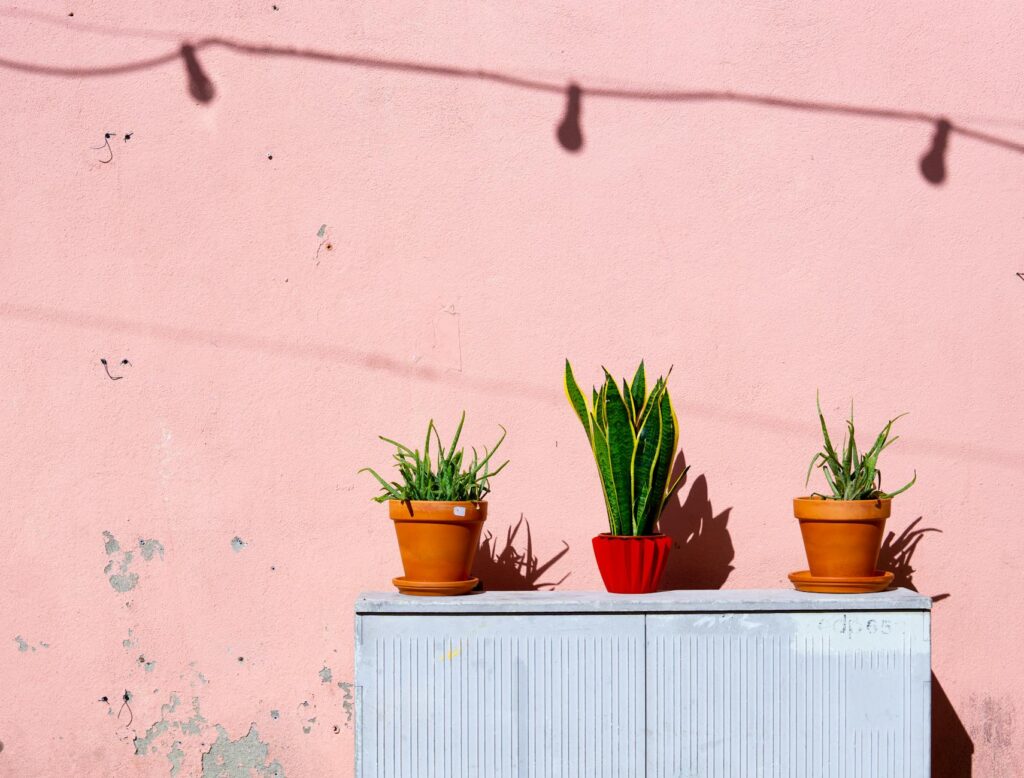 A vibrant display of potted ornamental plants against a pink wall with dramatic shadows.