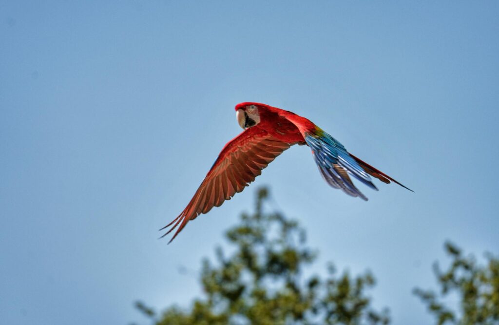 Vibrant scarlet macaw soaring through the sky, showcasing colorful plumage.