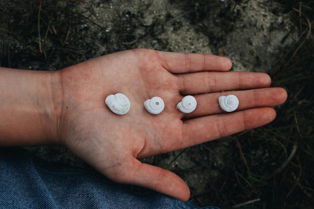 Close-up of a hand holding four small seashells on a sandy beach surface.